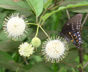 Buttonbush, Button Willow, Honey Bells, Cephalanthus occidentalis